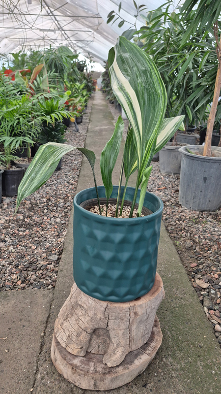 گل برگ عبایی |Cast Iron Plant