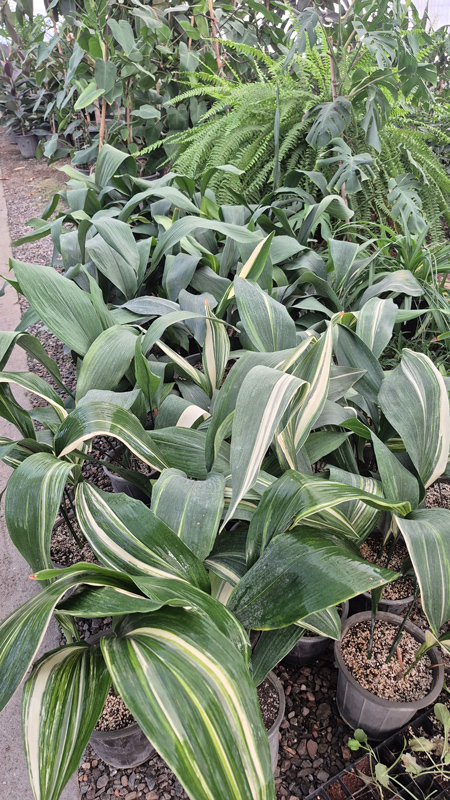 گل برگ عبایی |Cast Iron Plant