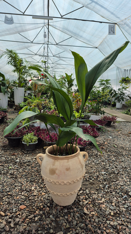 گل برگ عبایی |Cast Iron Plant