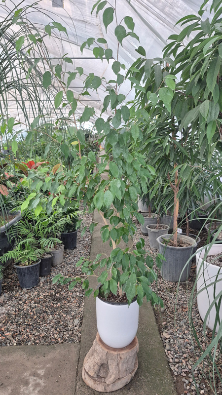 فیکوس بنجامین