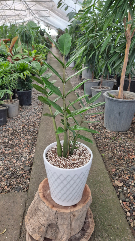 زاموفیلیا |Zamioculcas zamiifolia گیاه مقاوم و همیشه سبز آپارتمانی