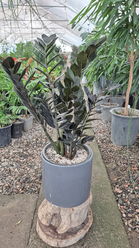 زاموفیلیا |Zamioculcas zamiifolia گیاه مقاوم و همیشه سبز آپارتمانی