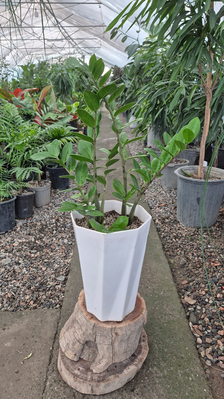 زاموفیلیا |Zamioculcas zamiifolia گیاه مقاوم و همیشه سبز آپارتمانی