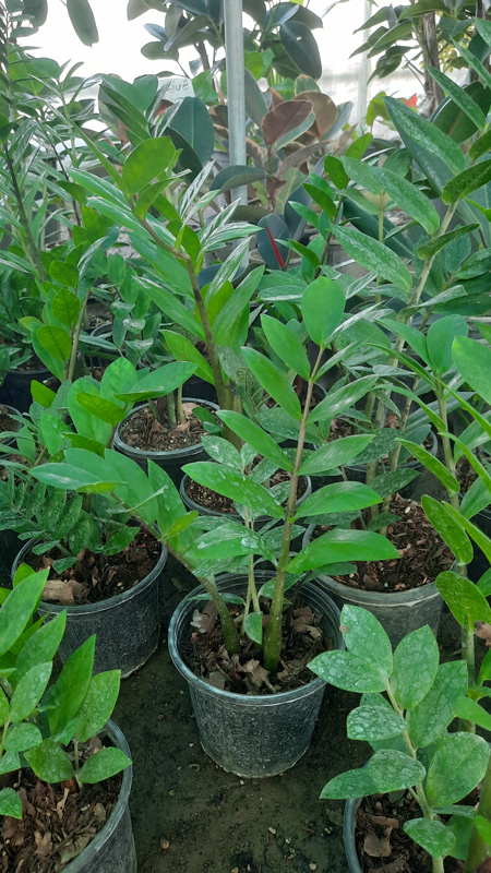 زاموفیلیا |Zamioculcas zamiifolia گیاه مقاوم و همیشه سبز آپارتمانی