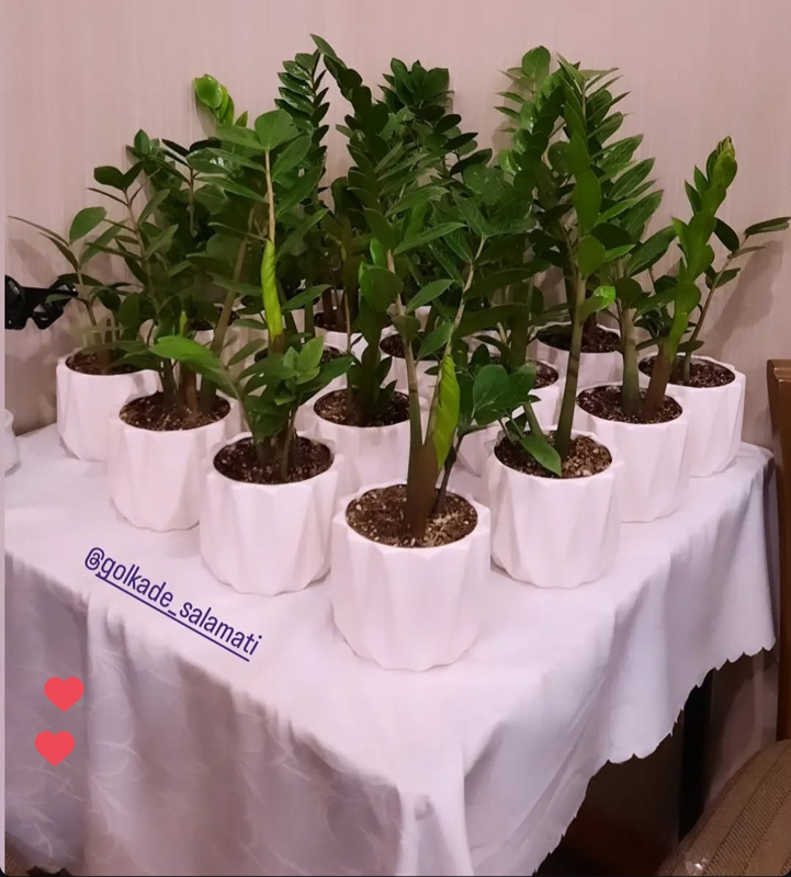 زاموفیلیا |Zamioculcas zamiifolia گیاه مقاوم و همیشه سبز آپارتمانی
