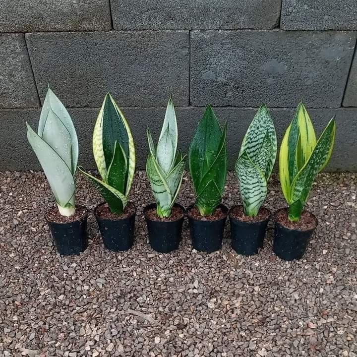 سانسوریا | Sansevieria