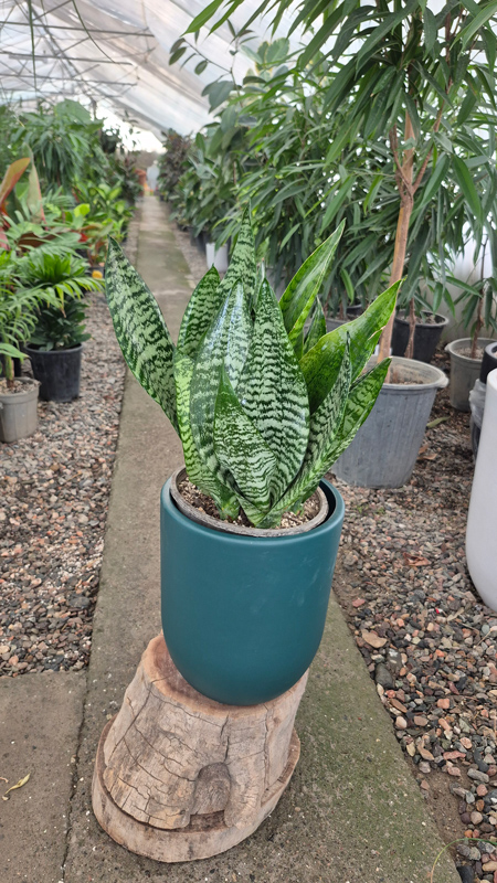 سانسوریا | Sansevieria