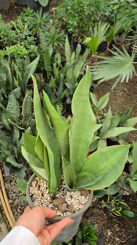 سانسوریا | Sansevieria