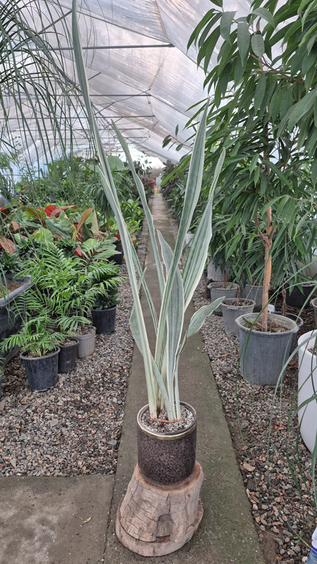 سانسوریا | Sansevieria