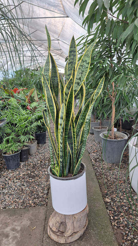 سانسوریا | Sansevieria