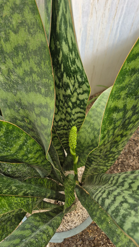 سانسوریا | Sansevieria