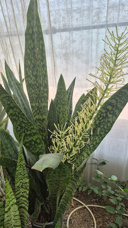سانسوریا | Sansevieria