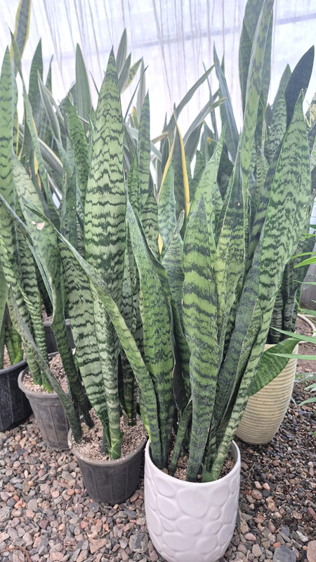 سانسوریا | Sansevieria