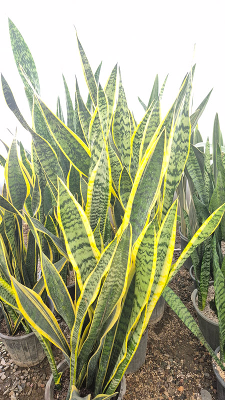 سانسوریا | Sansevieria
