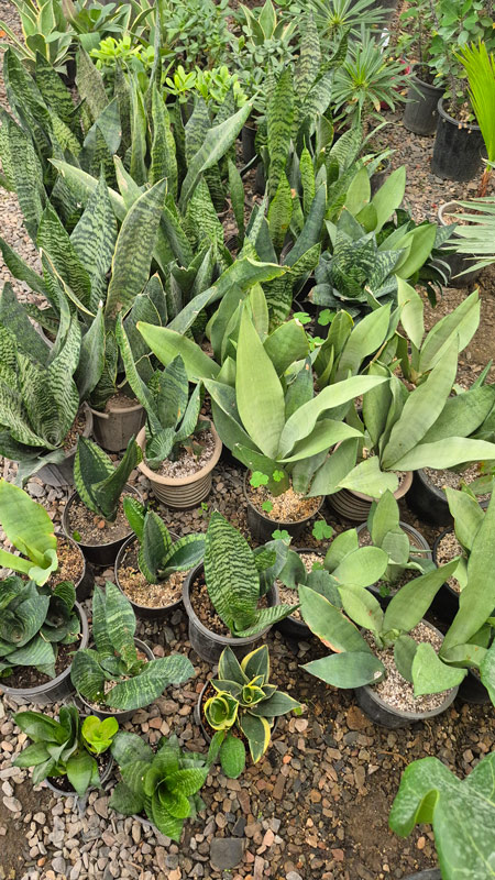 سانسوریا | Sansevieria