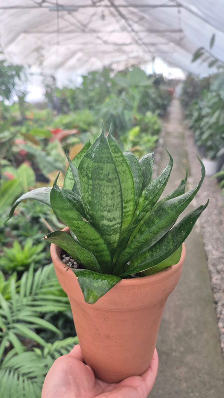 سانسوریا | Sansevieria