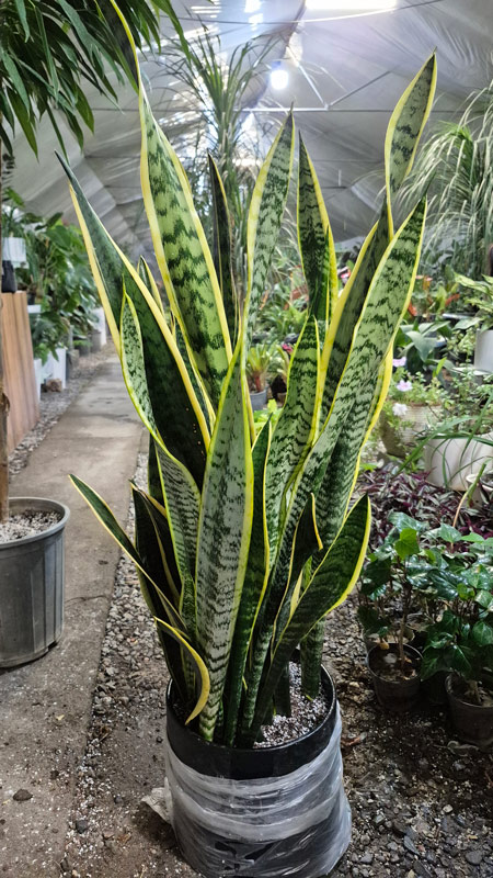سانسوریا | Sansevieria
