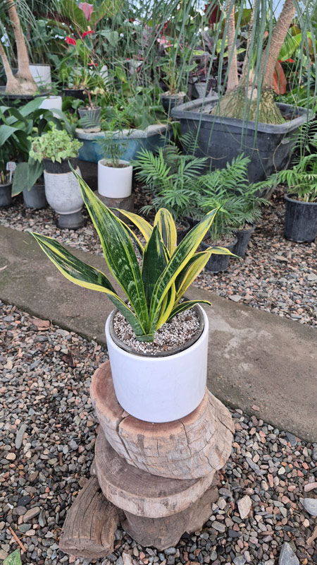 سانسوریا | Sansevieria