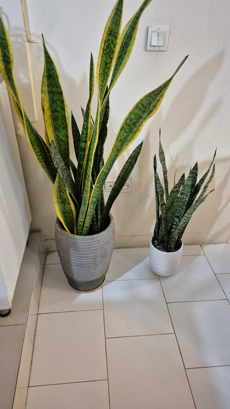 سانسوریا | Sansevieria