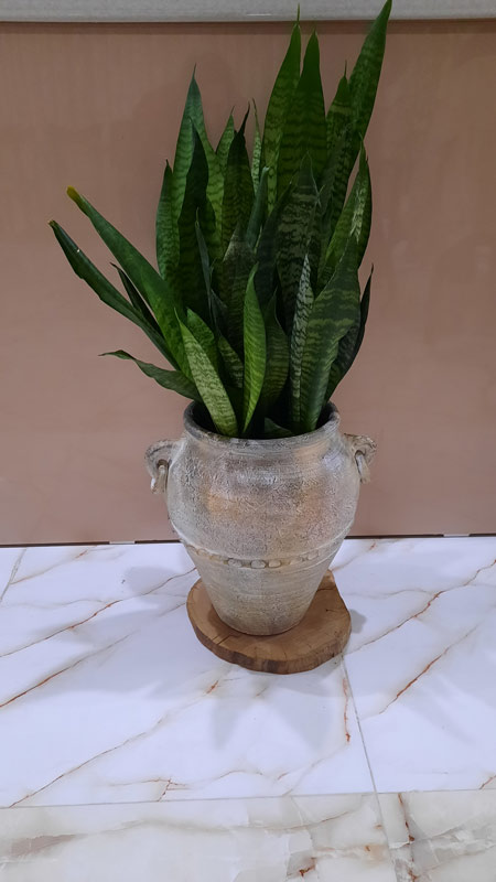 سانسوریا | Sansevieria