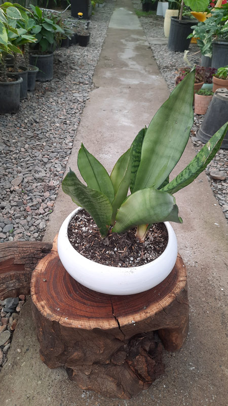 سانسوریا | Sansevieria