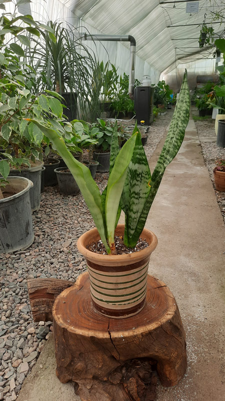 سانسوریا | Sansevieria
