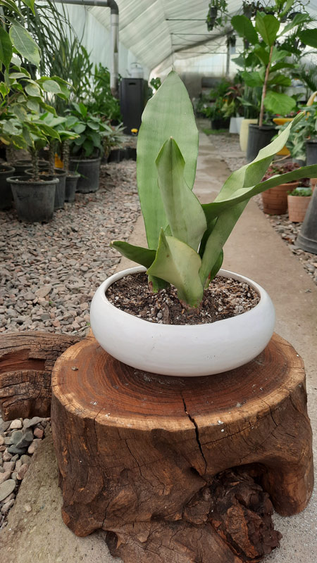 سانسوریا | Sansevieria