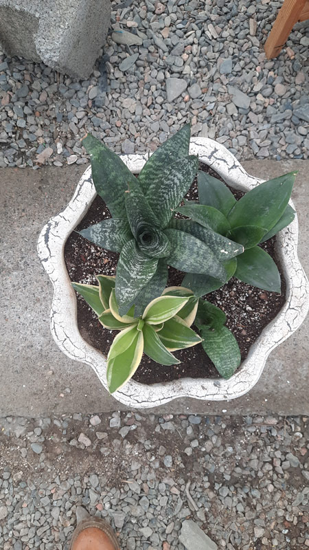 سانسوریا | Sansevieria