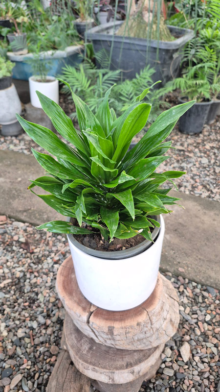 دراسنا کامپکت | Dracaena Compacta