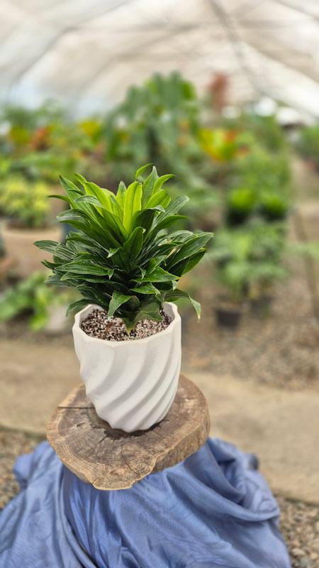 دراسنا کامپکت | Dracaena Compacta