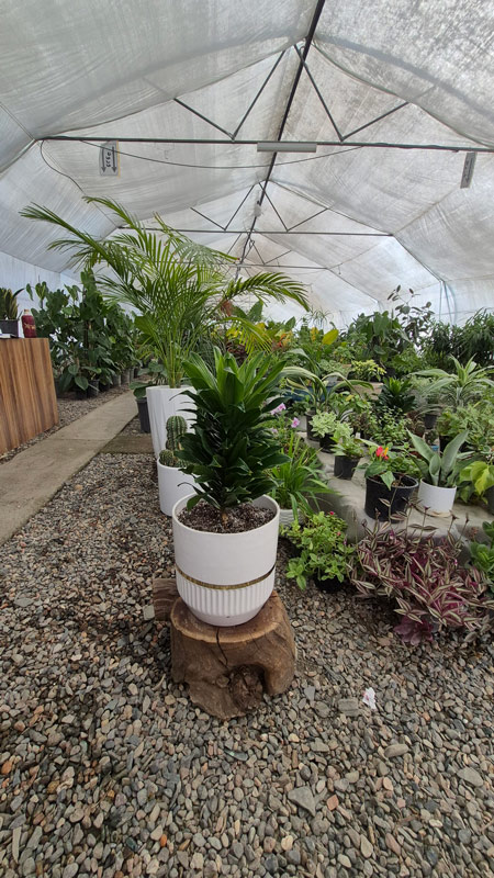 دراسنا کامپکت | Dracaena Compacta