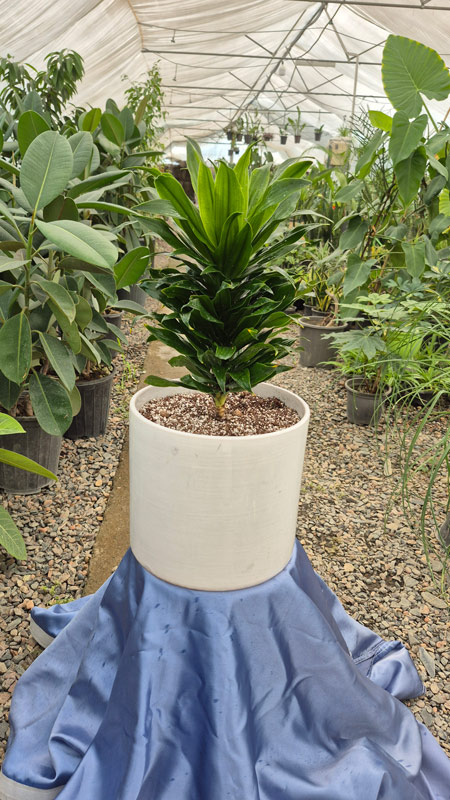 دراسنا کامپکت | Dracaena Compacta