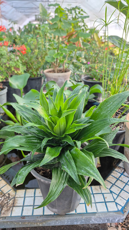 دراسنا کامپکت | Dracaena Compacta