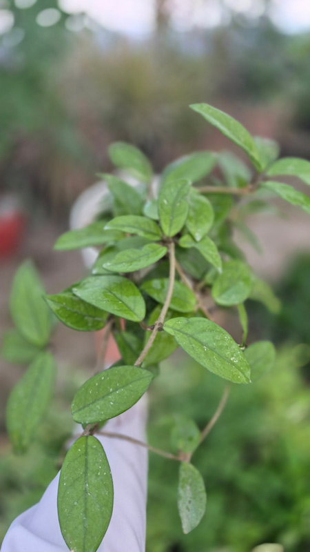 هویا (Hoya)