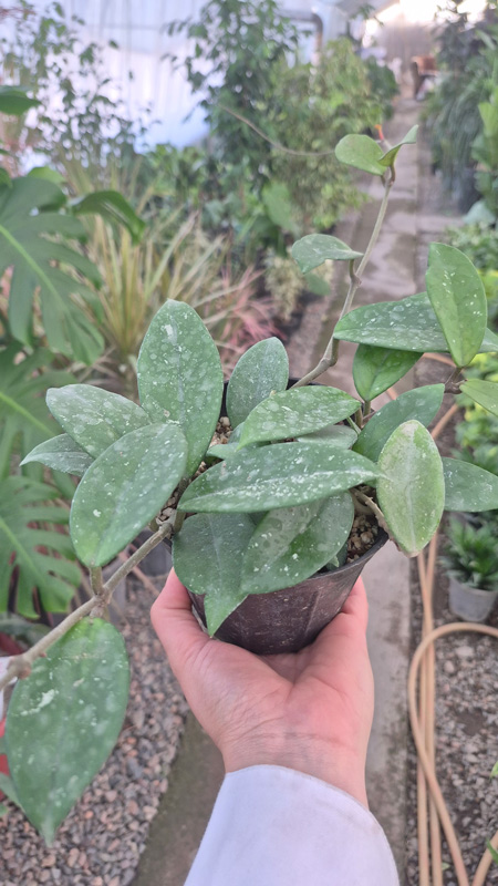 هویا (Hoya)