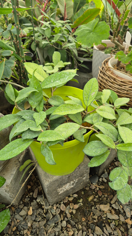 هویا (Hoya)