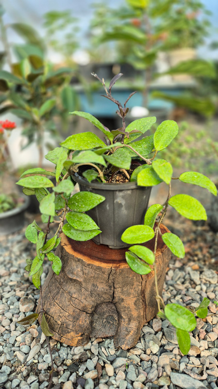 هویا (Hoya)