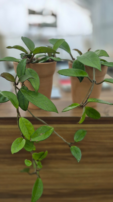 هویا (Hoya)