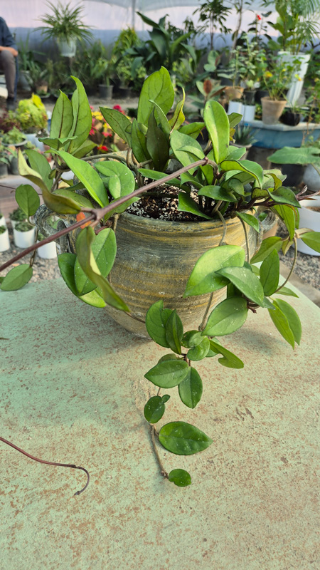 هویا (Hoya)