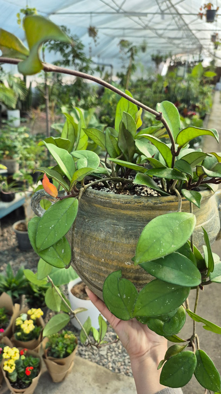 هویا (Hoya)